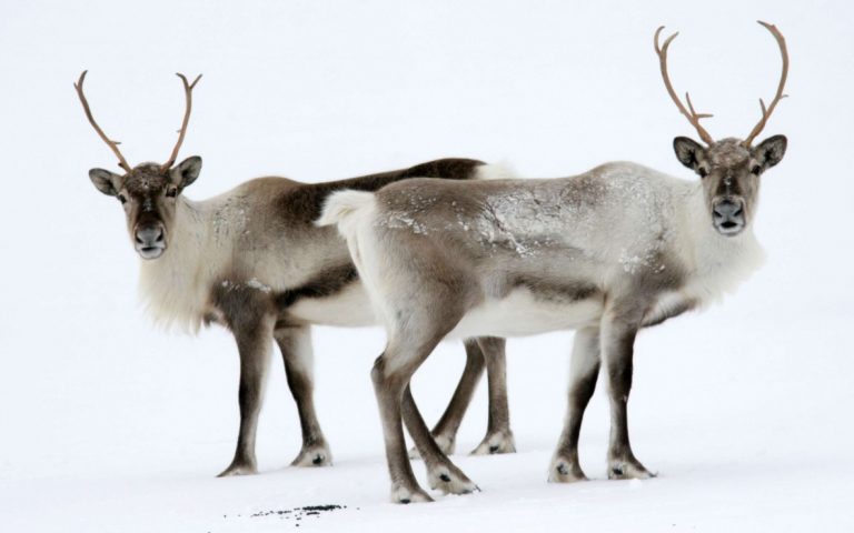 Reindeer Safari
