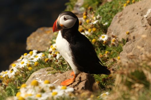 Puffins of Borgarfjordur Eystri – Guided visit to Hafnarhólmi