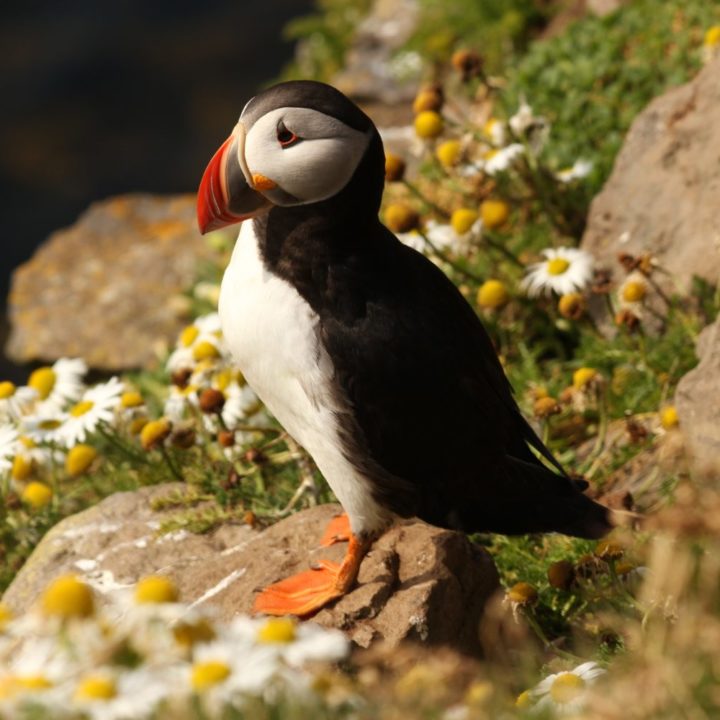 Puffins of Borgarfjordur Eystri – Guided visit to Hafnarhólmi