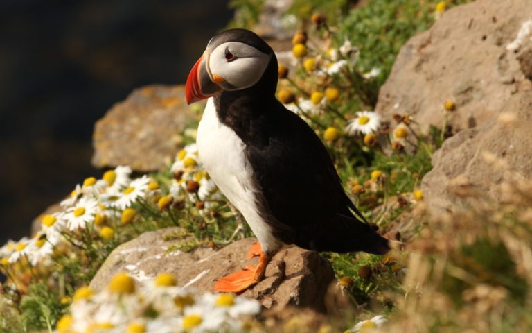 Puffins of Borgarfjordur Eystri – Guided visit to Hafnarhólmi