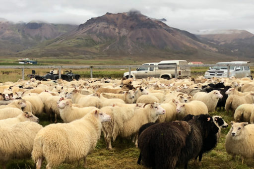 3 Day Tour – Sheep Gathering and Local Living