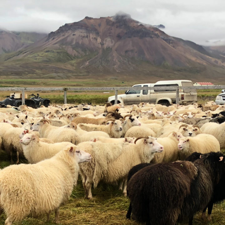 3 Day Tour – Sheep Gathering and Local Living