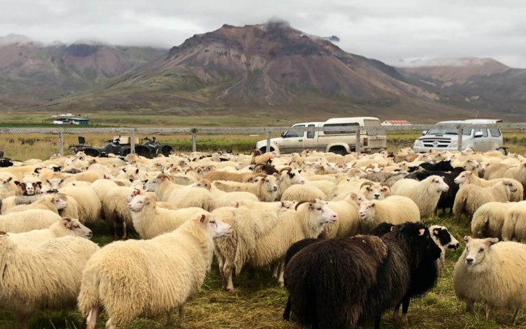 3 Day Tour – Sheep Gathering and Local Living