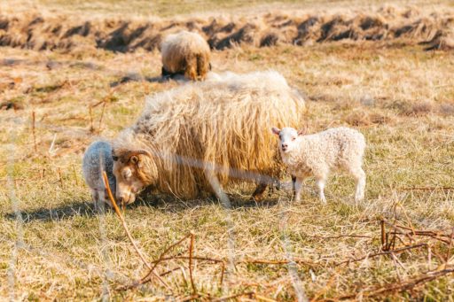 3 Day Tour – Nature Awakes With Farmers – Spring Local Living