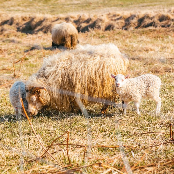 3 Day Tour – Nature Awakes With Farmers – Spring Local Living