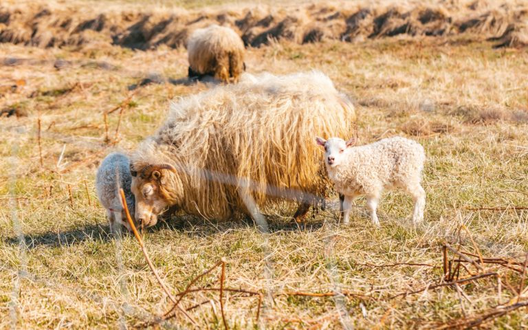 3 Day Tour – Nature Awakes With Farmers – Spring Local Living